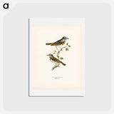 アートポストカード-Bluethroat
 - スヴェンスカ フォグラル Postcard.