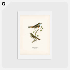アートポストカード-Bluethroat
 - スヴェンスカ フォグラル Postcard.