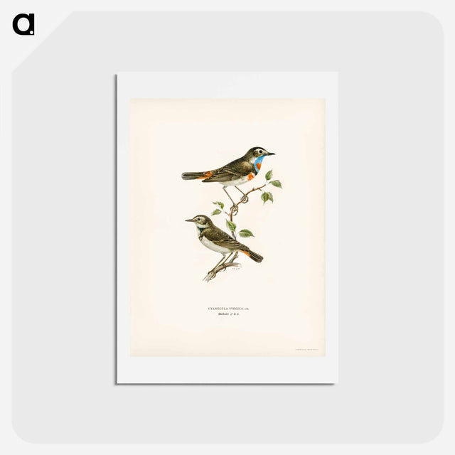 アートポストカード-Bluethroat
 - スヴェンスカ フォグラル Postcard.