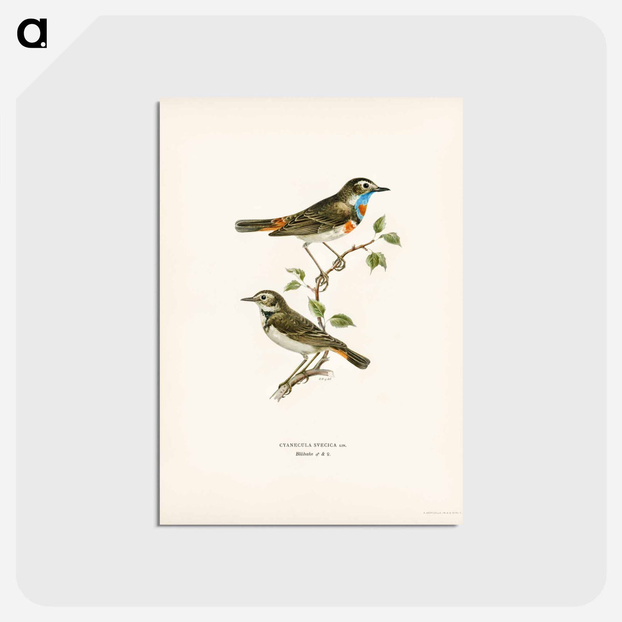 アートポストカード-Bluethroat
 - スヴェンスカ フォグラル Postcard.