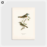 アートポストカード-Bluethroat
 - スヴェンスカ フォグラル Postcard.