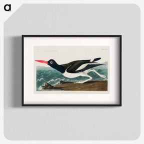 アートポスター-Pied oyster-catcher from Birds of America
 - アメリカの鳥たち Poster.