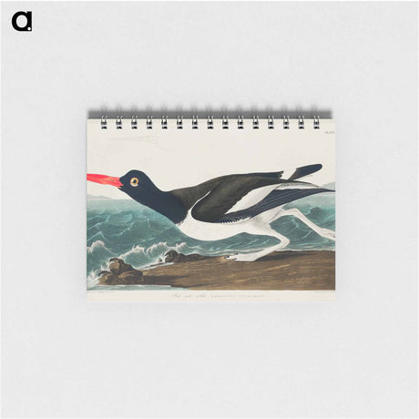 アートメモ帳-Pied oyster-catcher from Birds of America
 - アメリカの鳥たち Memo.