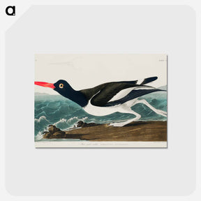アートポストカード-Pied oyster-catcher from Birds of America
 - アメリカの鳥たち Postcard.