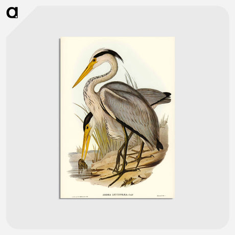 アートポストカード-Great Grey Heron
 - オーストラリアの鳥 Postcard.