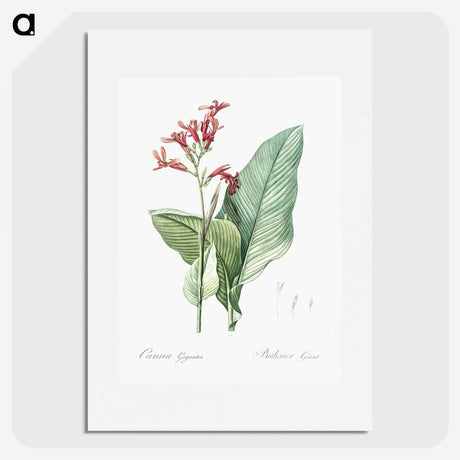 1-57_The-Lilies_picture