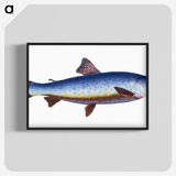 1-57_The-Natural-History-of-British-Fishes_blk-crop