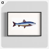 1-57_The-Natural-History-of-British-Fishes_blk