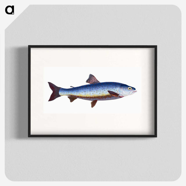 1-57_The-Natural-History-of-British-Fishes_blk