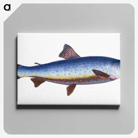 1-57_The-Natural-History-of-British-Fishes_canvas