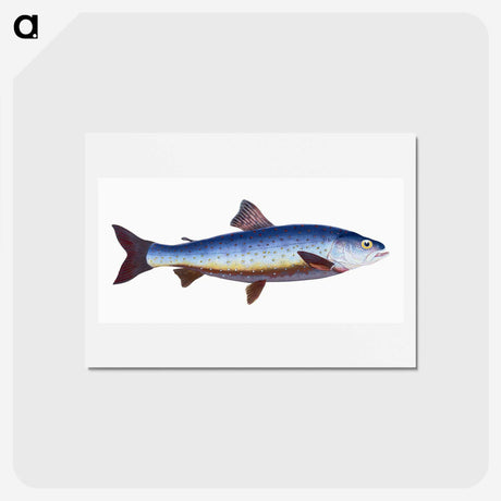 1-57_The-Natural-History-of-British-Fishes_hagaki