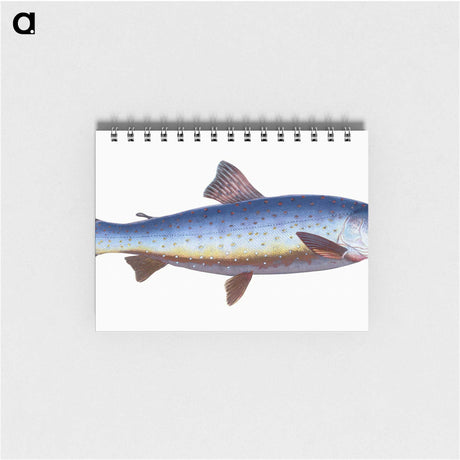 1-57_The-Natural-History-of-British-Fishes_memo