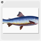 1-57_The-Natural-History-of-British-Fishes_picture-crop