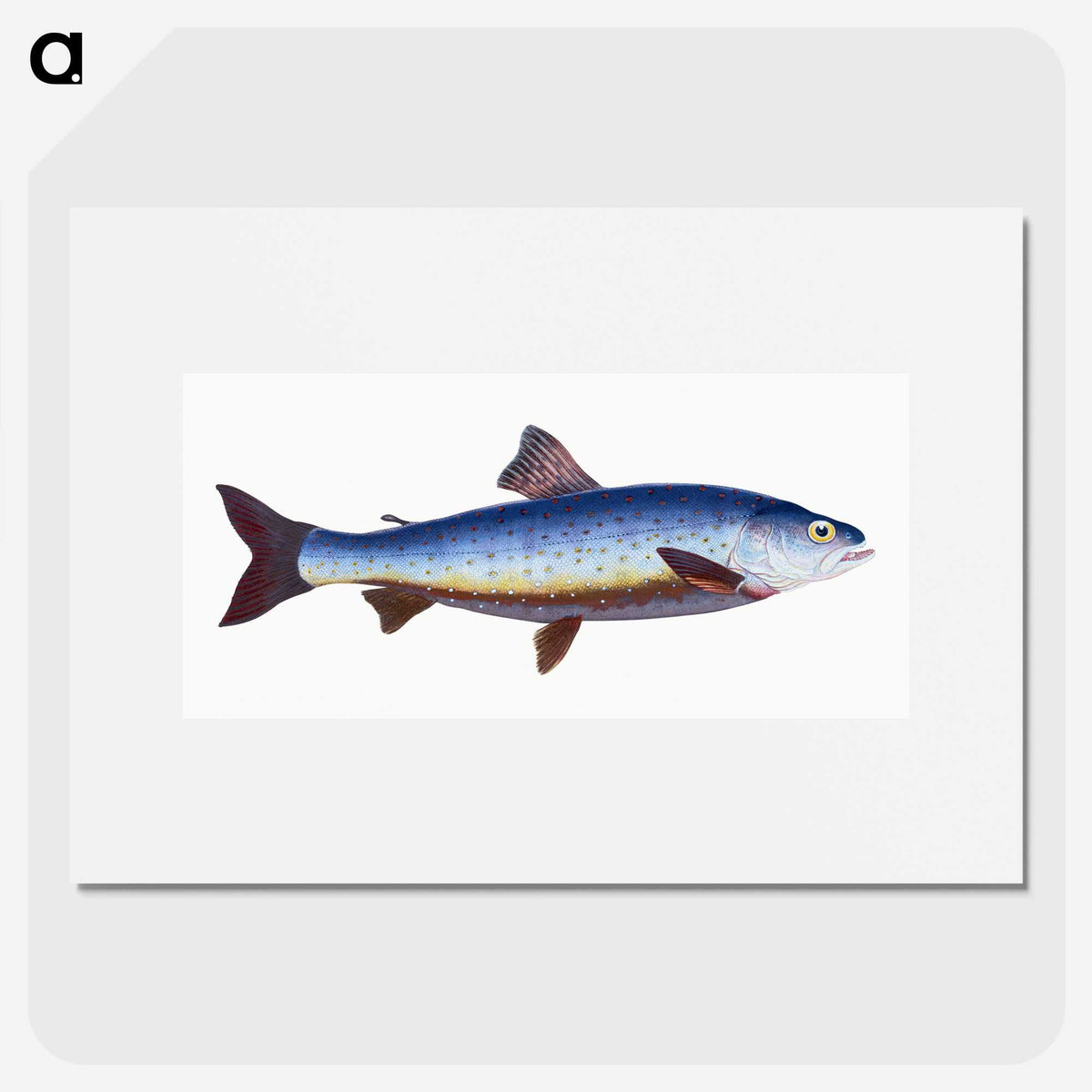 1-57_The-Natural-History-of-British-Fishes_picture
