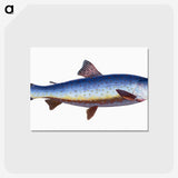 1-57_The-Natural-History-of-British-Fishes_postcard