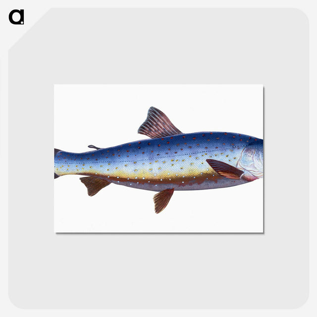 1-57_The-Natural-History-of-British-Fishes_postcard