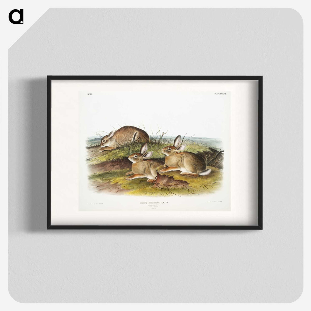 1-57_The-Viviparous-Quadrupeds_blk