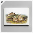 1-57_The-Viviparous-Quadrupeds_canvas
