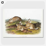 1-57_The-Viviparous-Quadrupeds_picture-crop