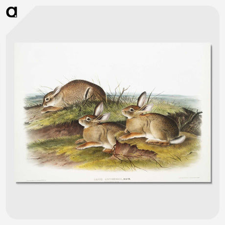 1-57_The-Viviparous-Quadrupeds_picture-crop