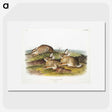 1-57_The-Viviparous-Quadrupeds_picture