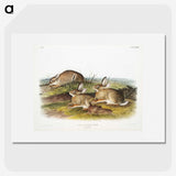 1-57_The-Viviparous-Quadrupeds_picture