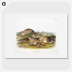 1-57_The-Viviparous-Quadrupeds_picture