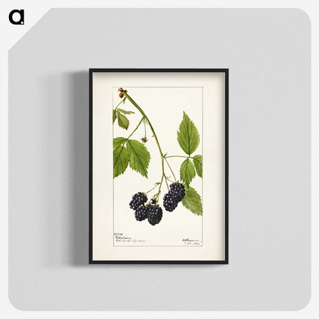 1-57_USDA-Watercolor-Fruit-Painting-Collection_blk-crop