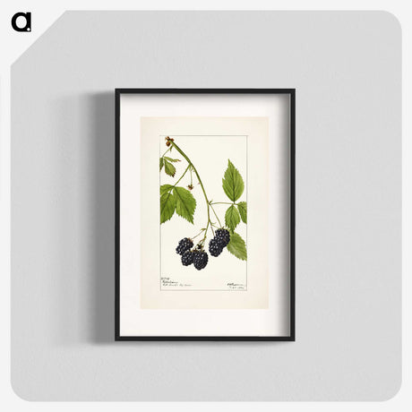 1-57_USDA-Watercolor-Fruit-Painting-Collection_blk