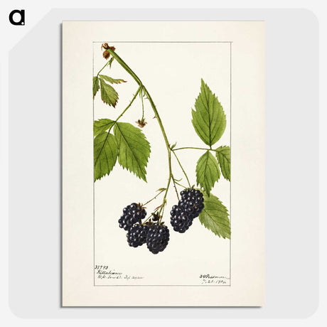 1-57_USDA-Watercolor-Fruit-Painting-Collection_picture-crop