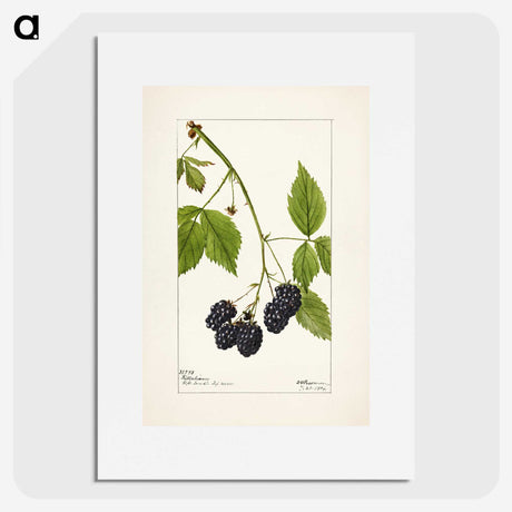 1-57_USDA-Watercolor-Fruit-Painting-Collection_picture