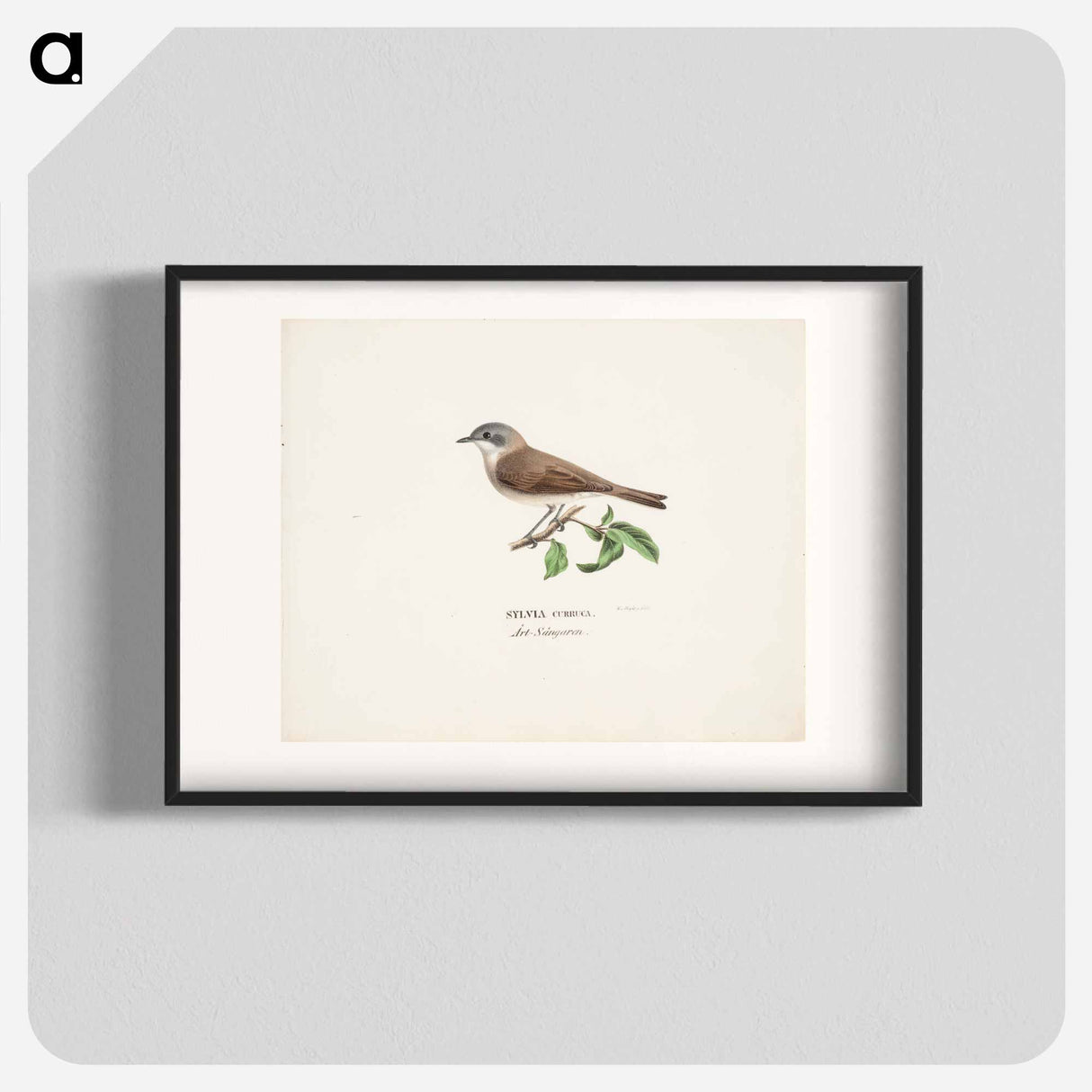 Lesser whitethroat - Wilhelm von Wright Poster.