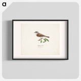 Lesser whitethroat - Wilhelm von Wright Poster.