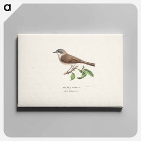 アートパネル-Lesser whitethroat - ヴィルヘルム フォン ライト Canvas.