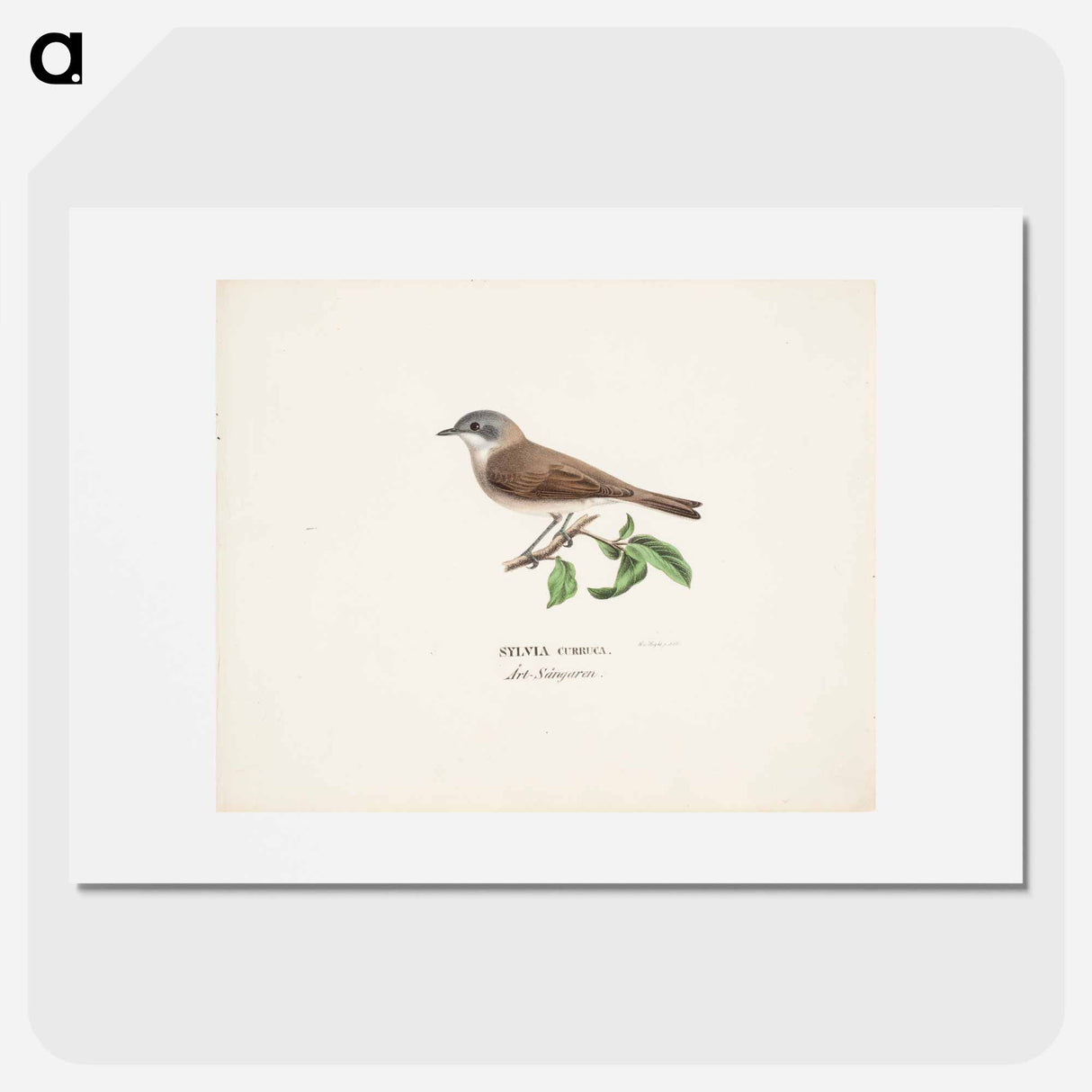 Lesser whitethroat - Wilhelm von Wright Poster.