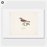 Lesser whitethroat - Wilhelm von Wright Poster.
