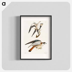 アートポスター-The Swallow-tailed Hawk (Nauclerus furcatus) 16. The American Sparrow Hawk (Falco Sparverius) - ニューヨークの動物学 Poster.