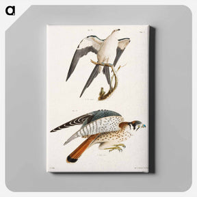 アートパネル-The Swallow-tailed Hawk (Nauclerus furcatus) 16. The American Sparrow Hawk (Falco Sparverius) - ニューヨークの動物学 Canvas.