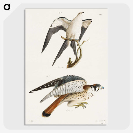 1-57_Zoology-of-New-York_picture-crop