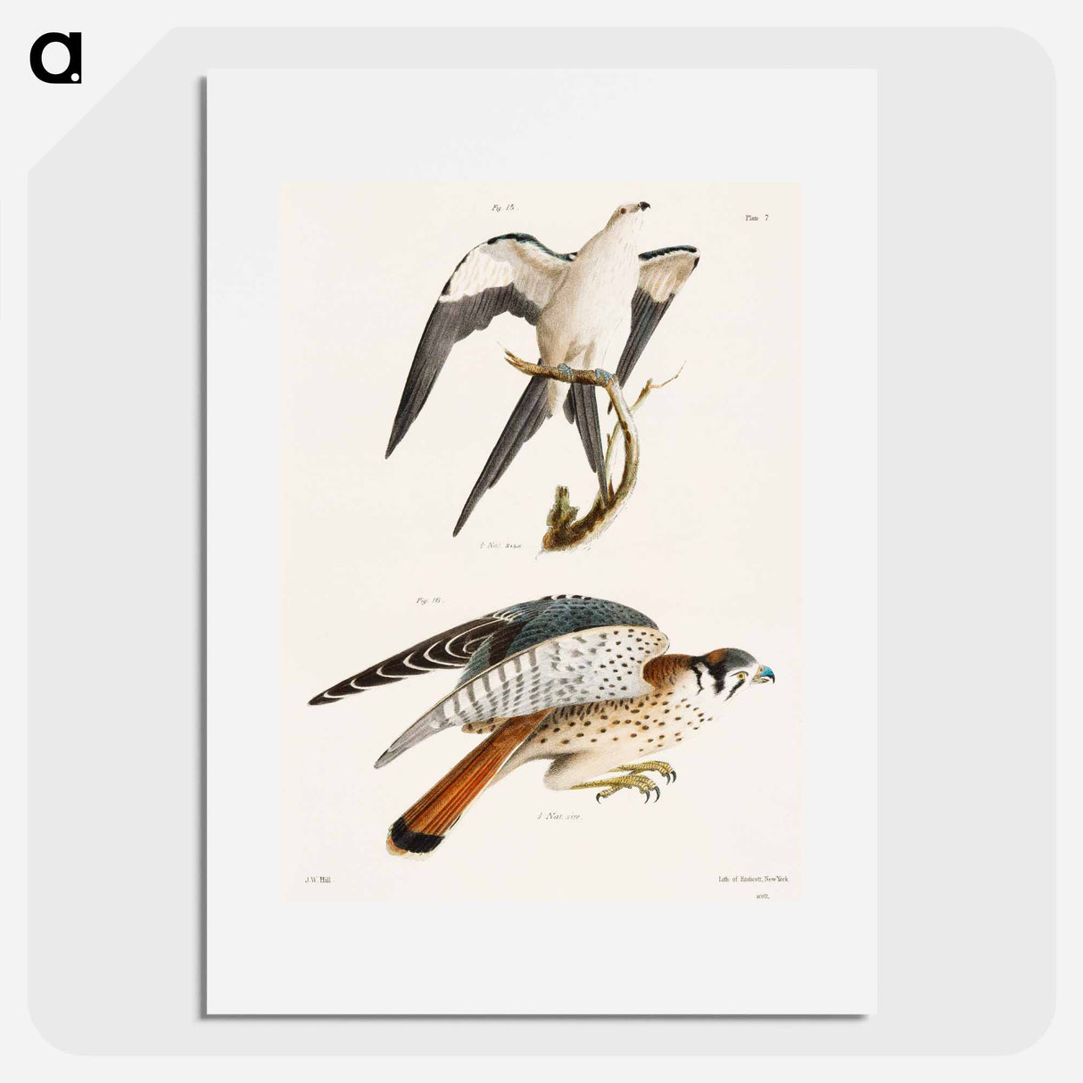 The Swallow-tailed Hawk (Nauclerus furcatus) 16. The American Sparrow Hawk (Falco Sparverius) - ニューヨークの動物学 Poster.