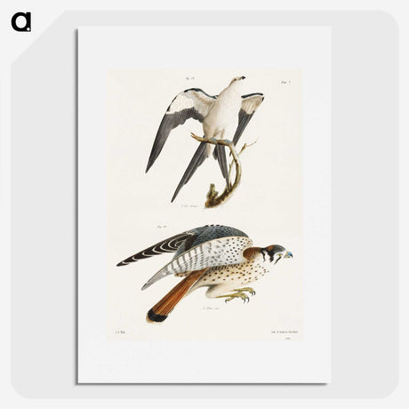 1-57_Zoology-of-New-York_picture