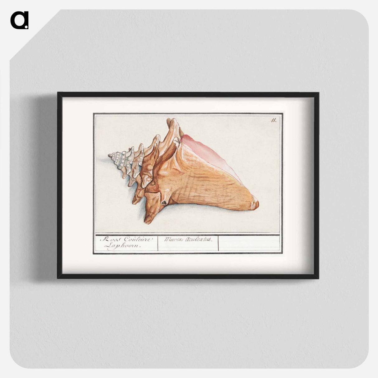 Pink wing horn - アンセルムス ボエティウス デ ブート Poster.