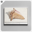 1-58_Anselmus-Boetius-de-Boodt_canvas