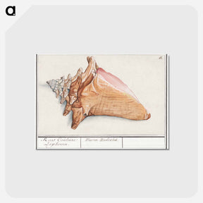 アートポストカード-Pink wing horn - アンセルムス ボエティウス デ ブート Postcard.