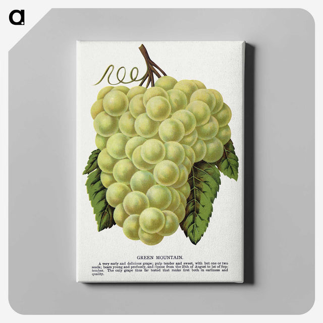 1-58_Botanical-Specimen-Plates_canvas