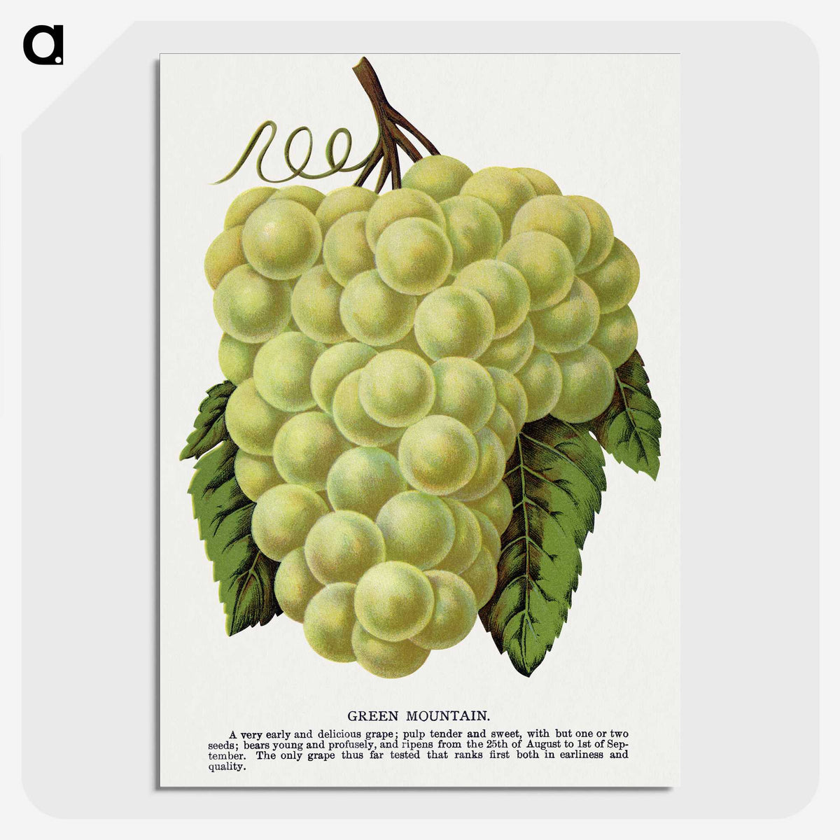 1-58_Botanical-Specimen-Plates_picture-crop