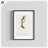 1-58_Des-Oiseaux-de-Paradis_blk