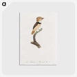 1-58_Des-Oiseaux-de-Paradis_postcard