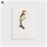 1-58_Des-Oiseaux-de-Paradis_postcard