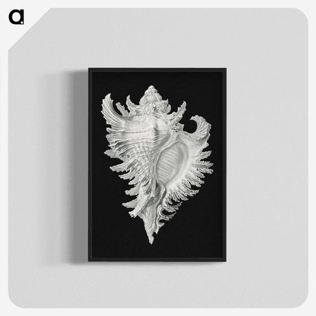 1-58_Ernst-Haeckel_blk-crop